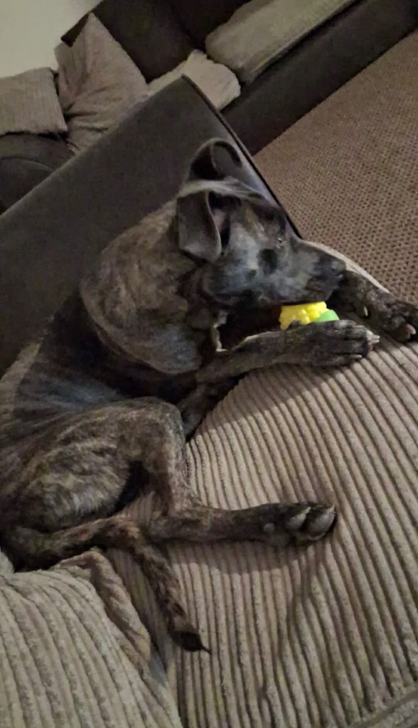 14 month old female dog 