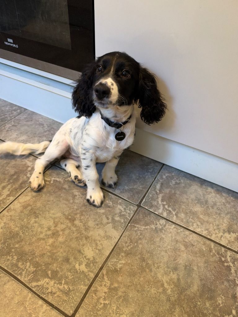 Cocker spaniel puppy