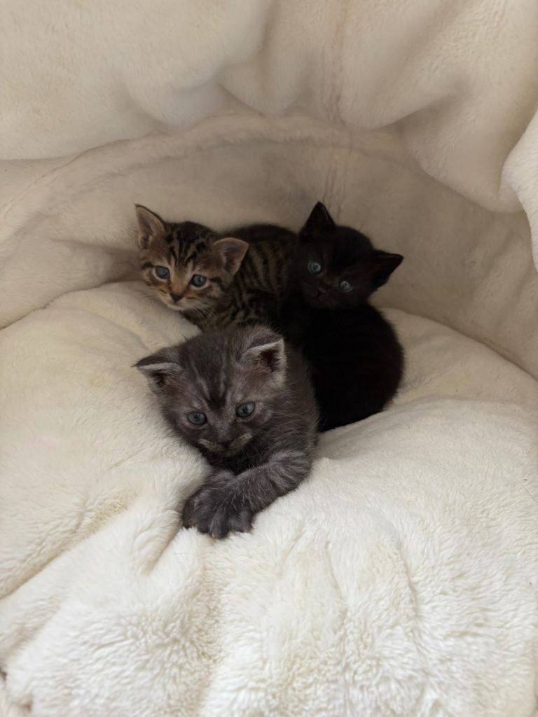 🐾 British Shorthair Kittens/ Tabby – Ready for Reservation! 🐾