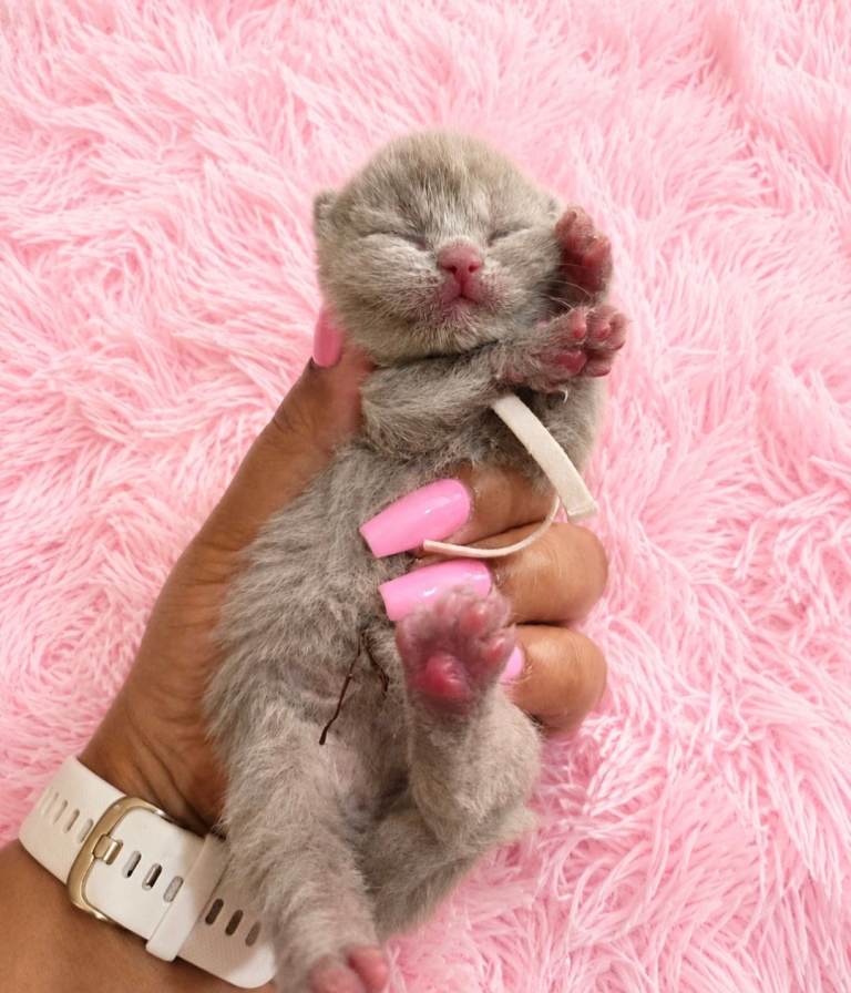 Exceptional GCCF British Shorthair kittens