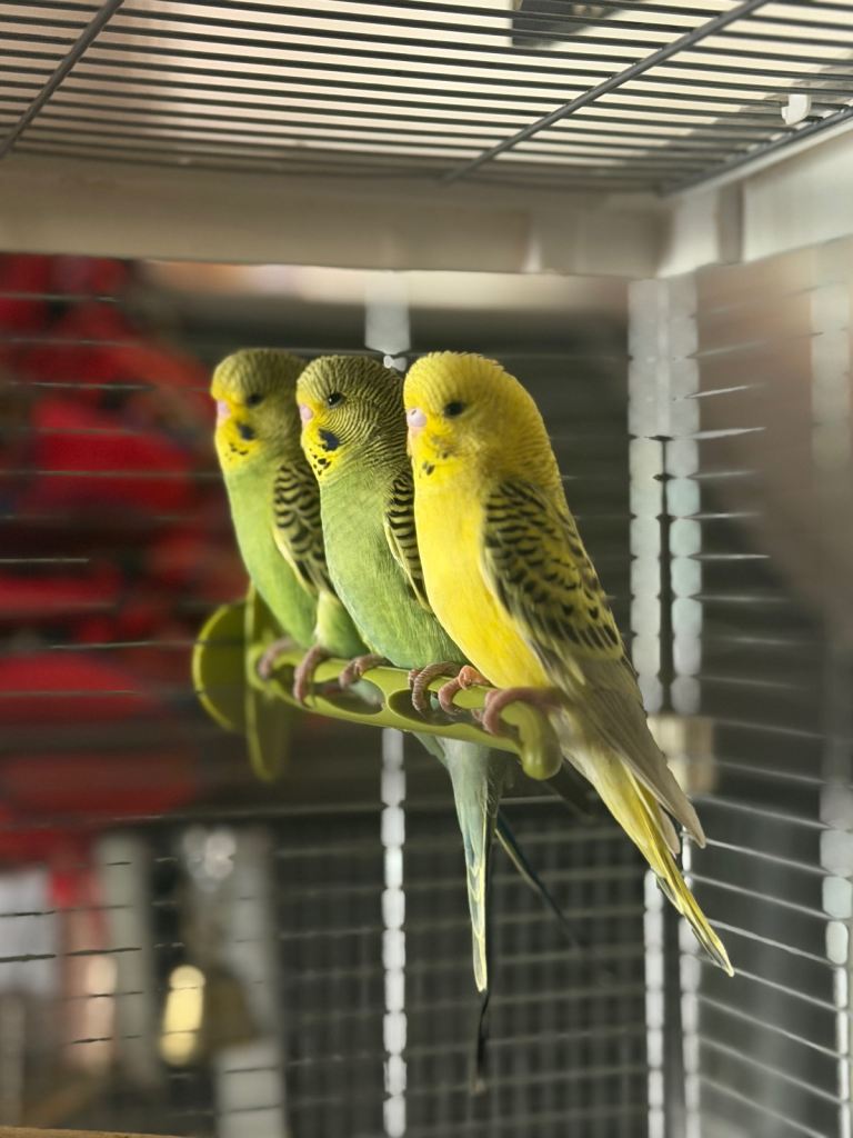 Budgie babies 