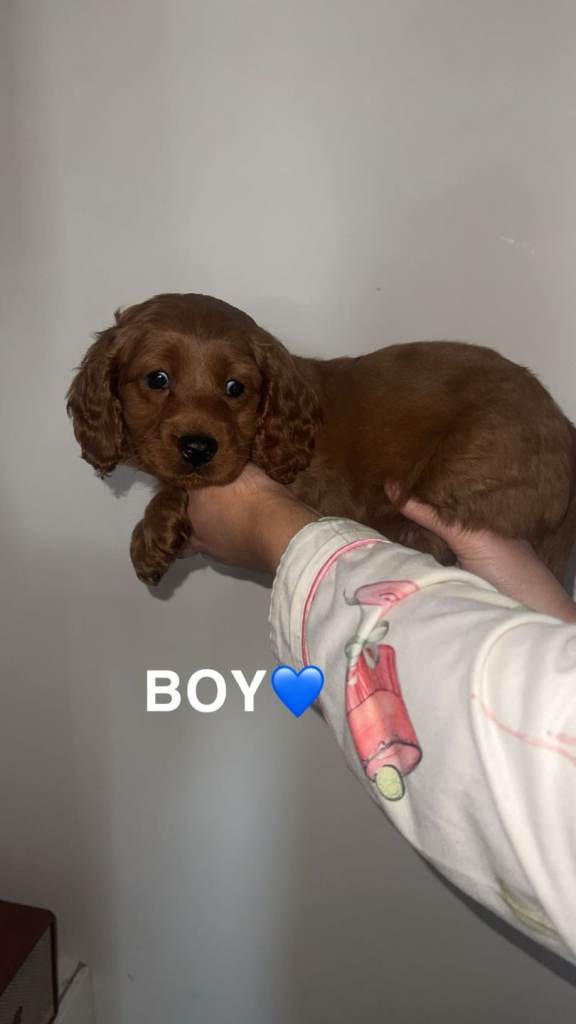 1 Beautiful Red Cavapoo puppy left