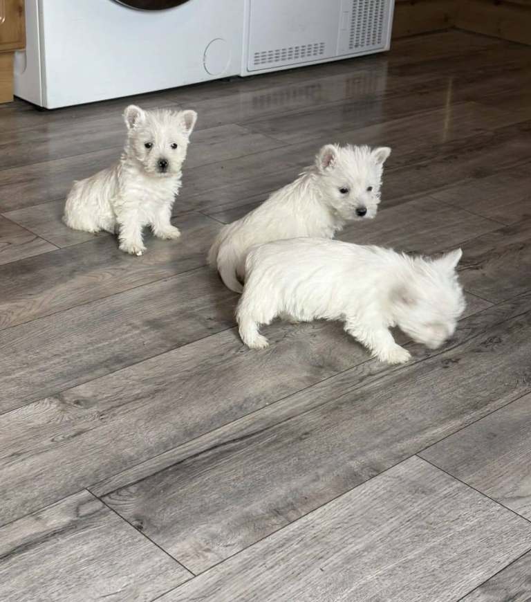KC REGISTERED WEST HIGHLAND PUPPIES