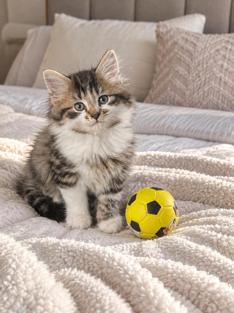 Persian kittens 