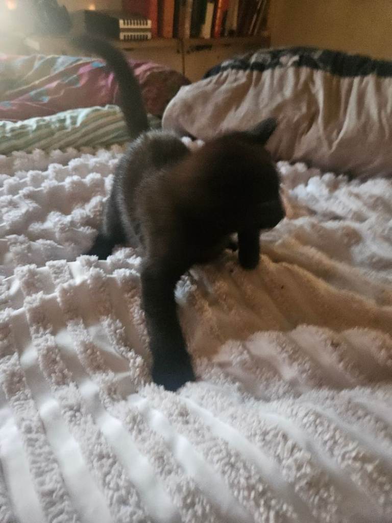 Kittens 