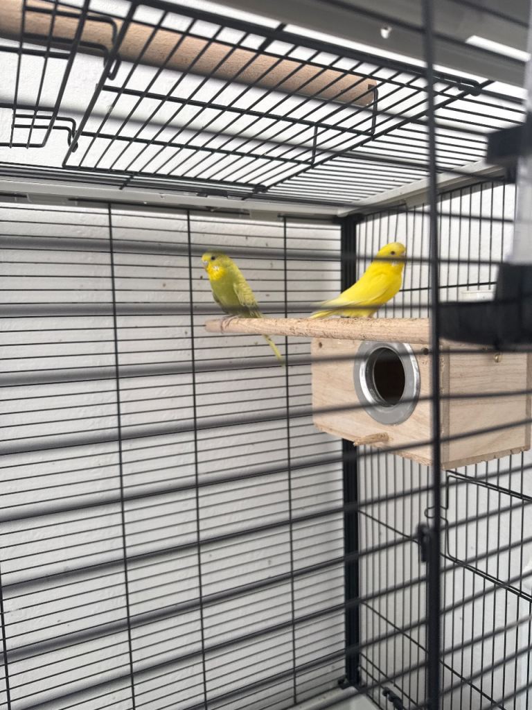 Selling 2 budgie birds