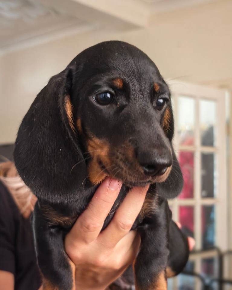 Miniature dachshund 