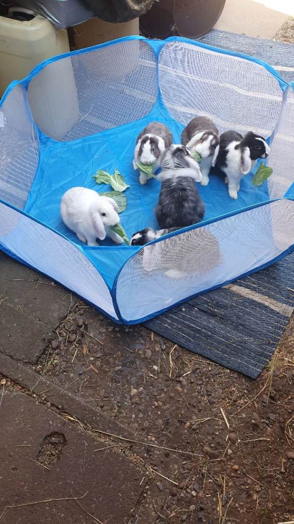 Pet enclosure 