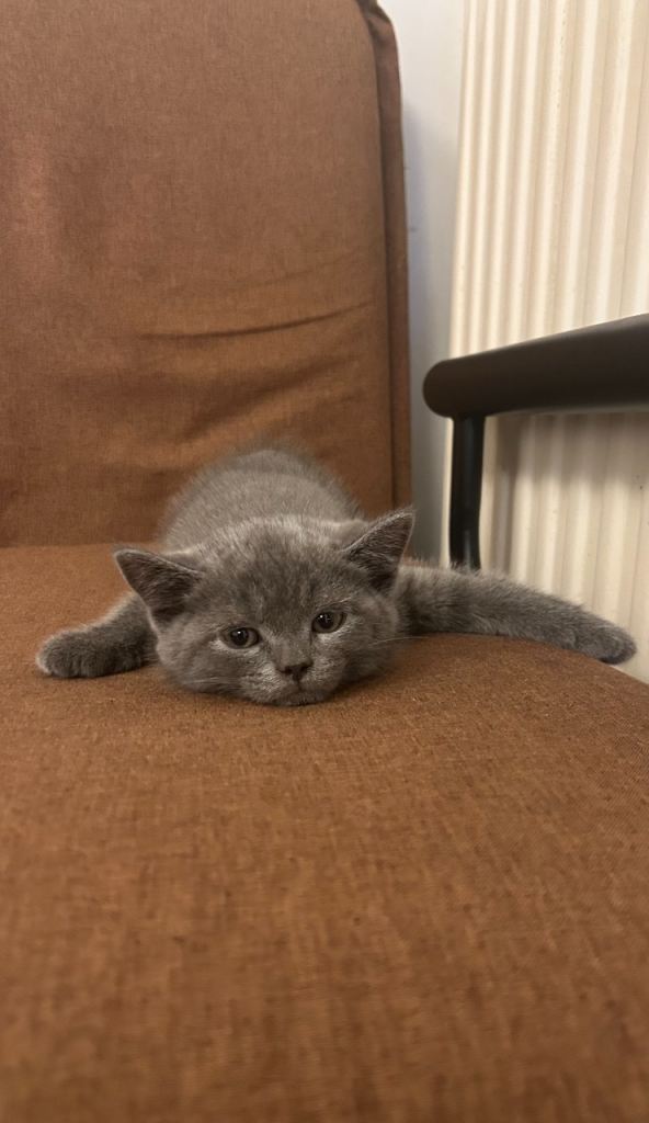 ‼️1 KITTEN LEFT PRICE REDUCED NEED GONE ASAP‼️