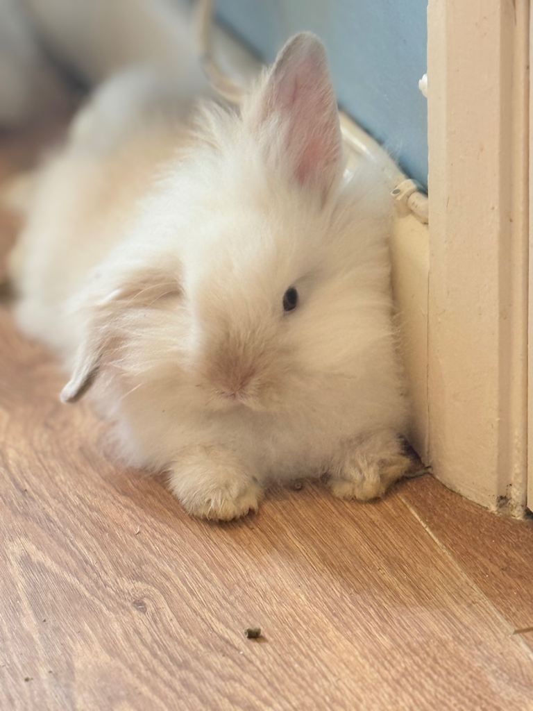 Double Maned Lionhead Babies 