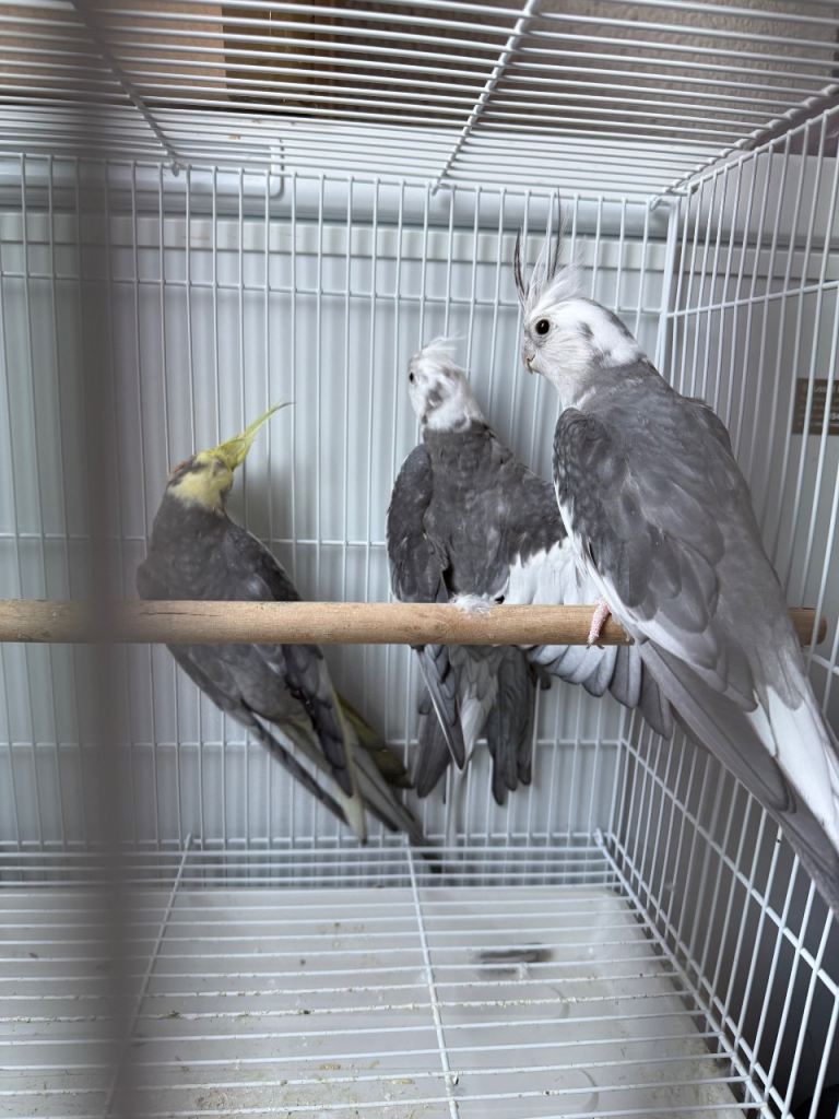 Cockatiels and Java finch. 