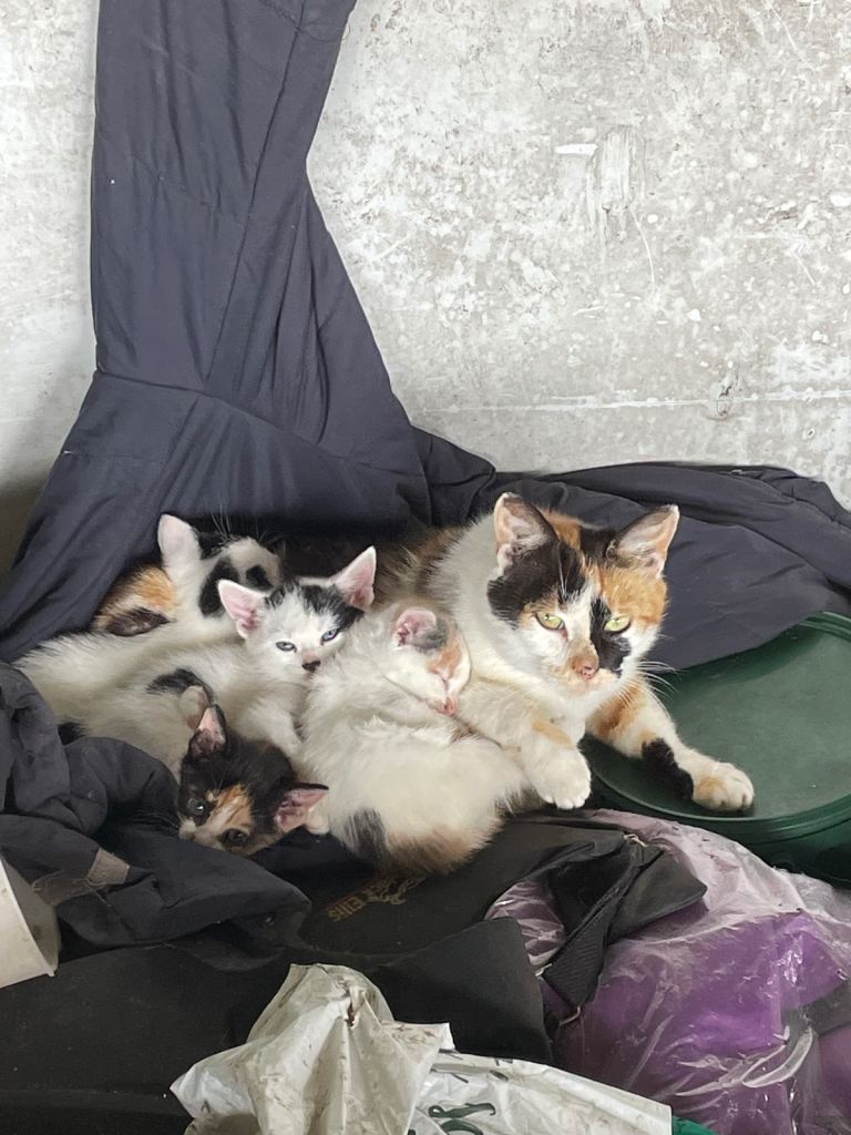 Mixed colour kittens