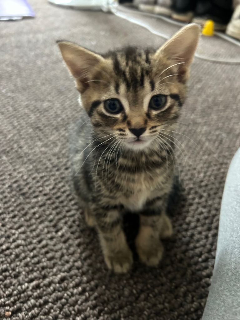 Kittens for sale need gone asap!!