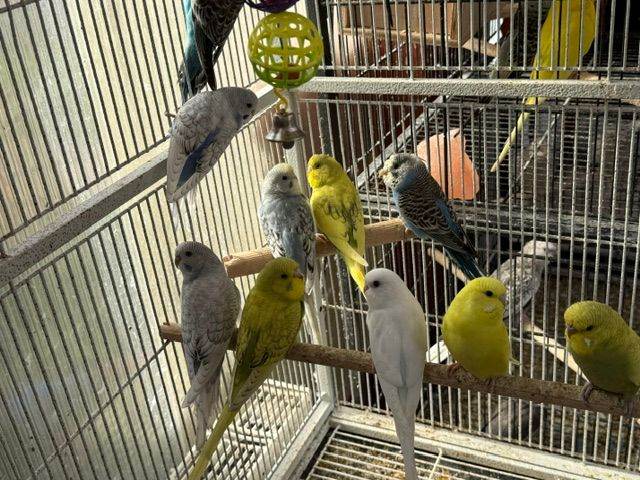 BEAUTIFUL BUDGIES FOR SALE