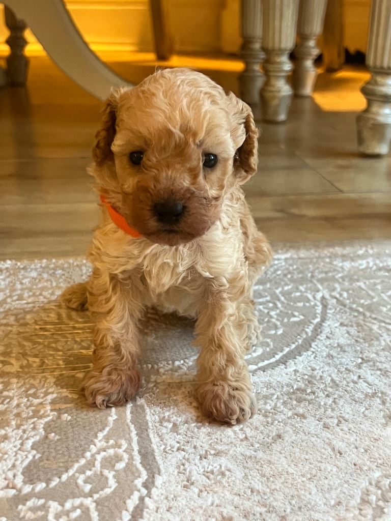 Beautiful Toy Poodle Puppies – 3 Apricot Girls & 1 Apricot Boy – Ready 23rd July