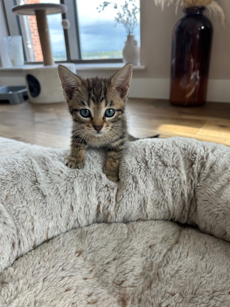 Beautiful female bengal kitten ready now 