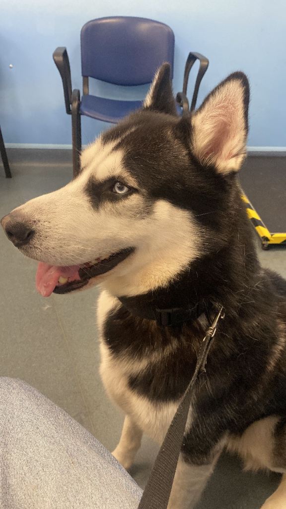 Husky for sale