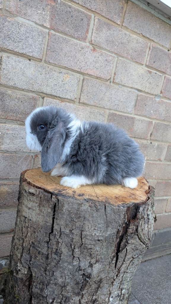 3 Baby mini lop rabbits left 