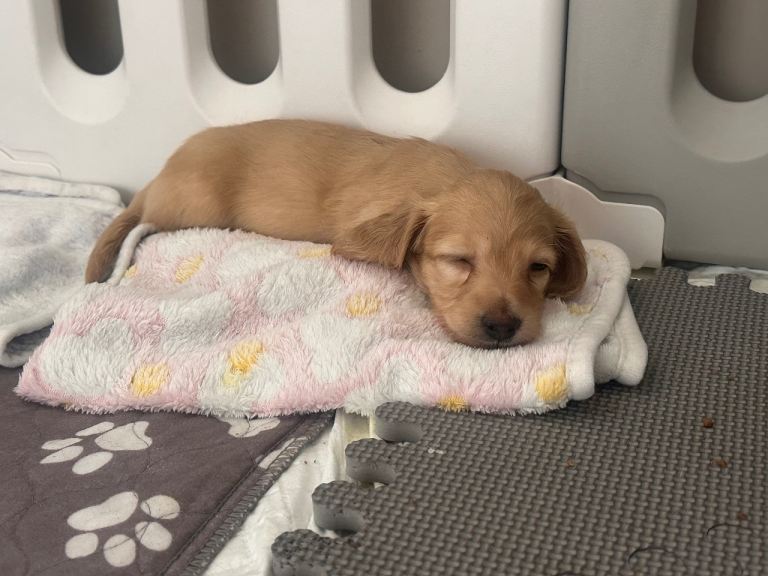 1 boy left stunning long haired miniature dachshunds 