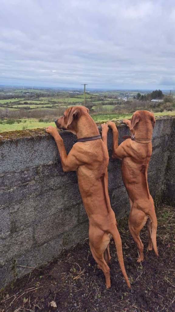 Beautiful Rhodesian Ridgeback  Puppies looking for a new home