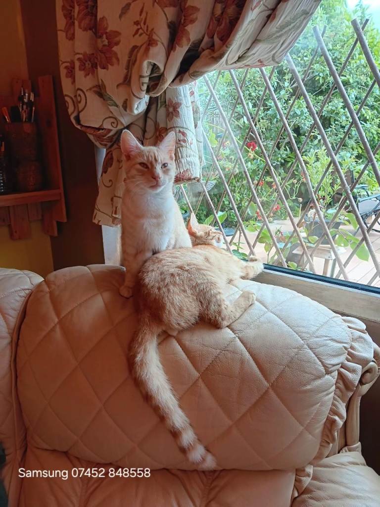 2 brothers male cats for sale .