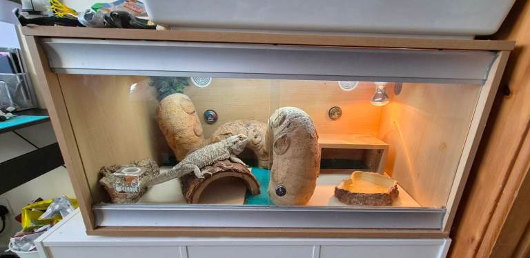 3 year old Bearded Dragon with vivarium, lighting, accessories 