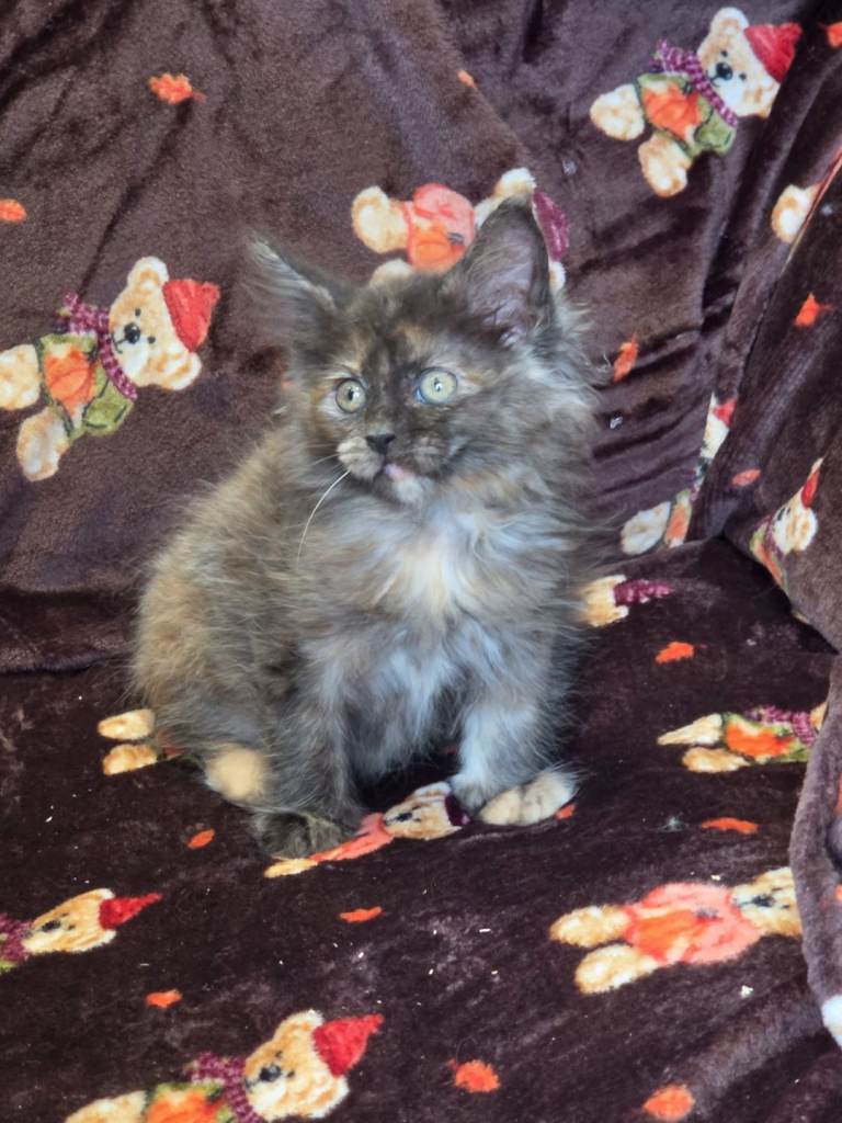 4 Maine Coon kittens 