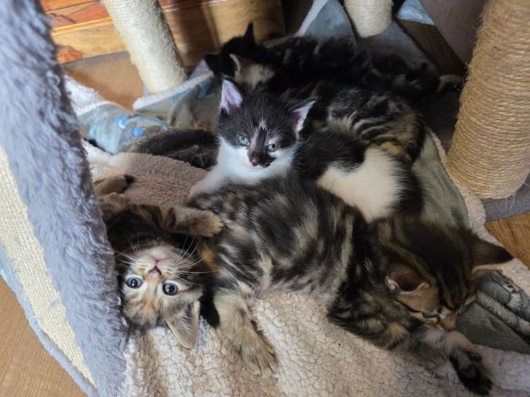 Beautiful kittens, Norwegian forest 