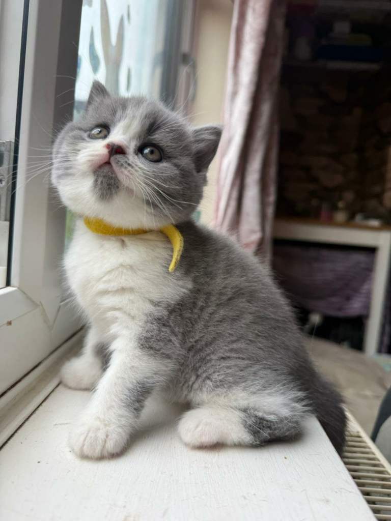 Kittens BSH/BLH
