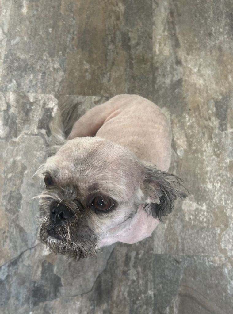 2-Year-Old Shih Tzu 