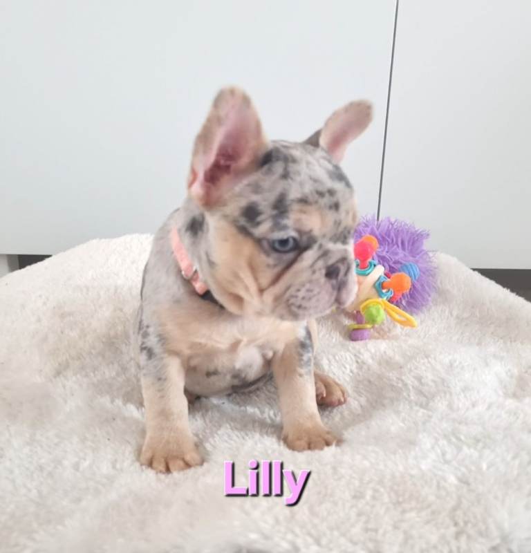 LAST KEEPER GIRL MERLE french bulldog puppY