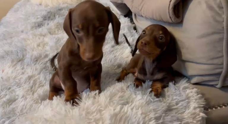 Miniture dachshund