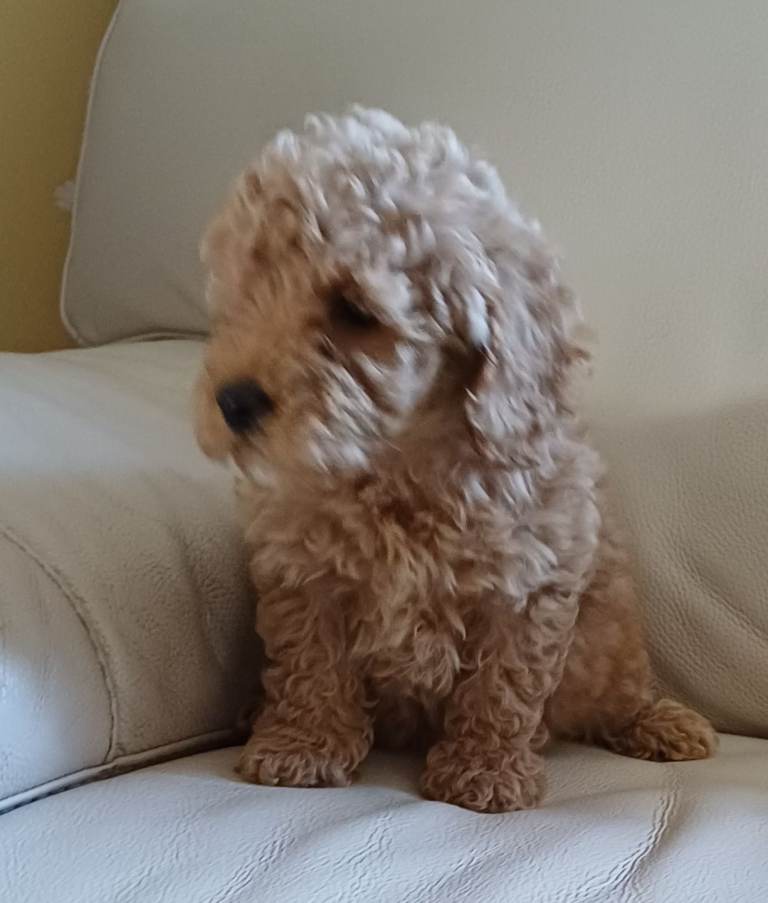 1Beautiful Poochon pup