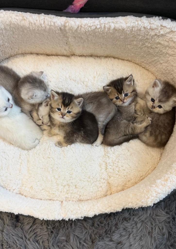British shorthair kittens