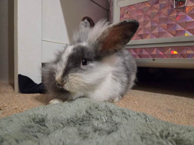 Ronnie the house rabbit