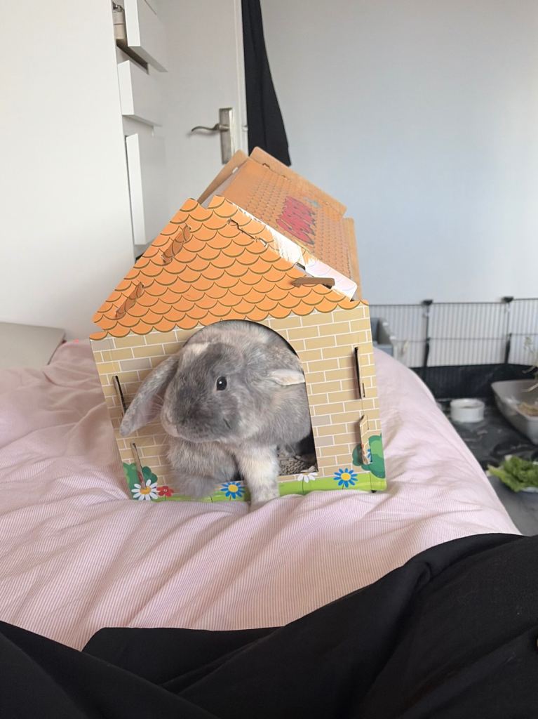 grey male mini lop
