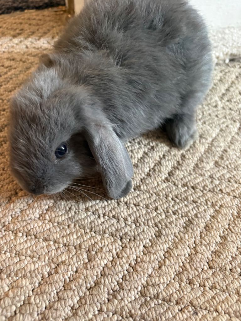 LAST ONE x bunnies mini lop x READY NOW 