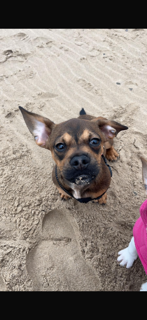 Young Male Dog (Scooby)