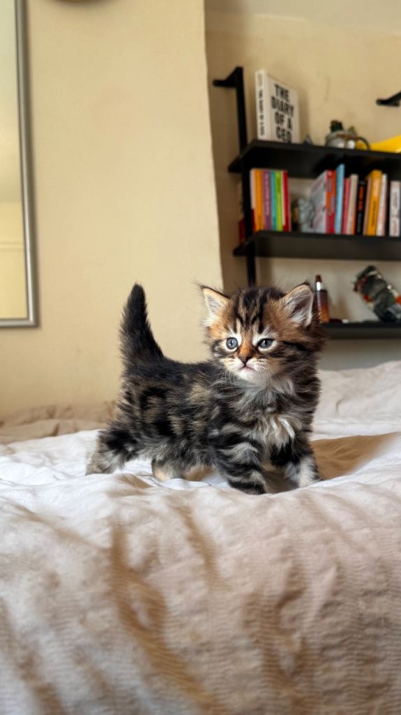 Domestic Medium Hair (Tabby)