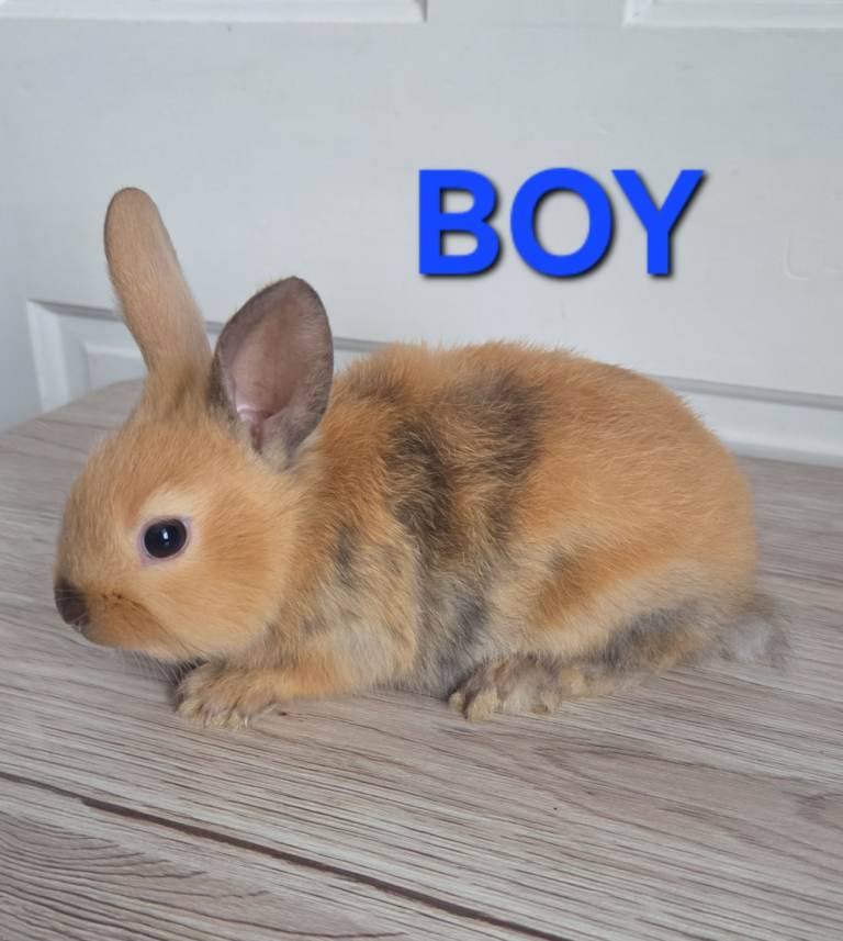 HAND REARED BABY RABBITS AVAILABLE!! 