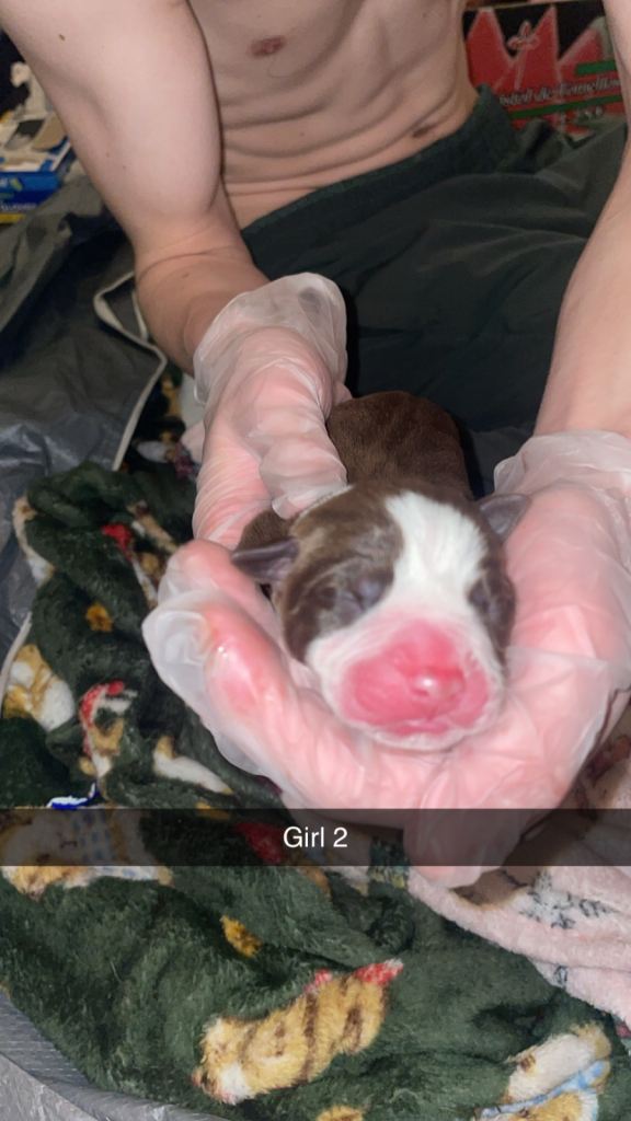 American bully x American bulldog