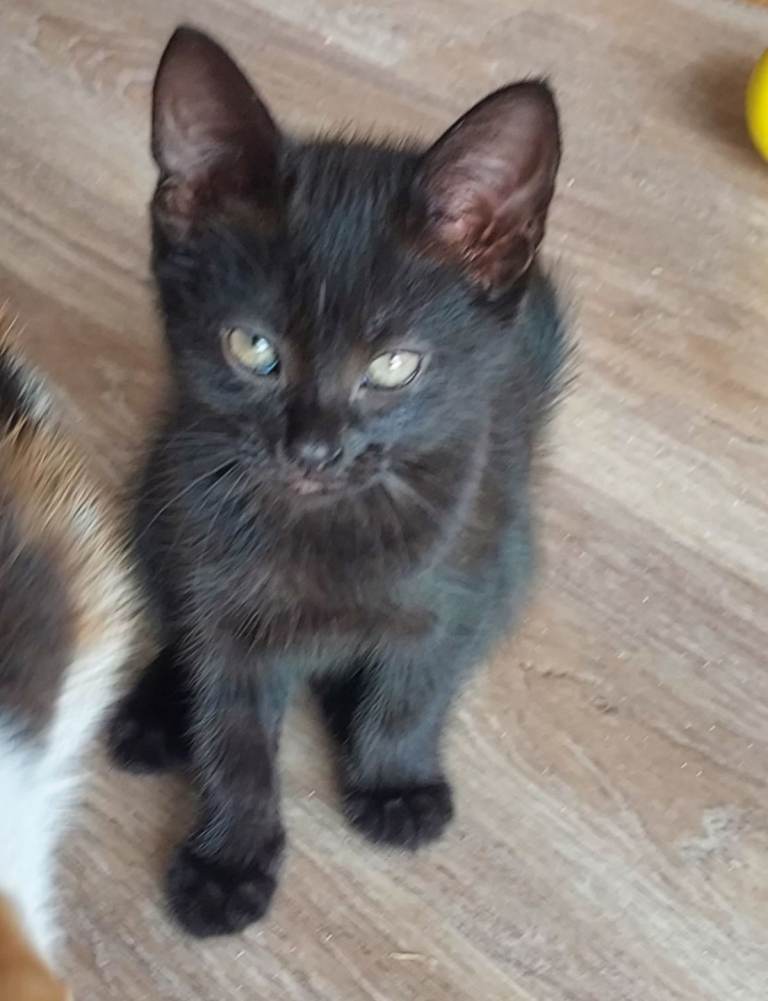 2 Friendly Kittens