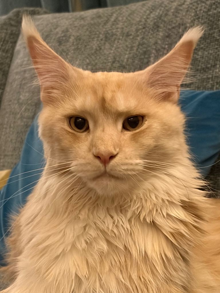 Mother & Son Maine Coon Cats