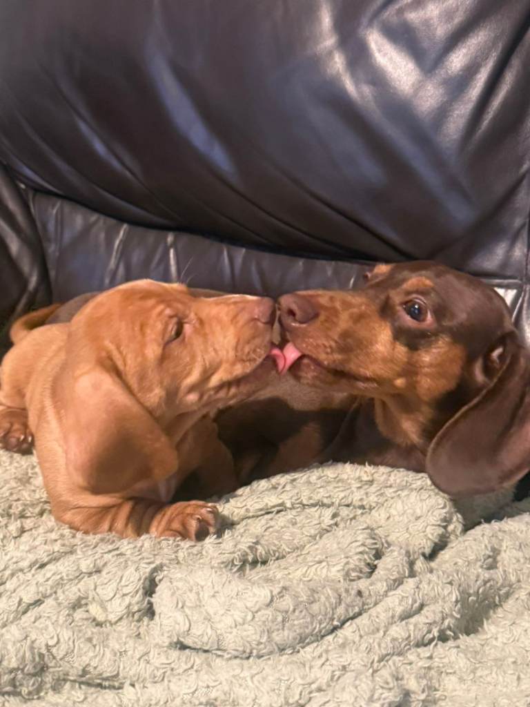 Beautiful Minature Dachsund Puppies