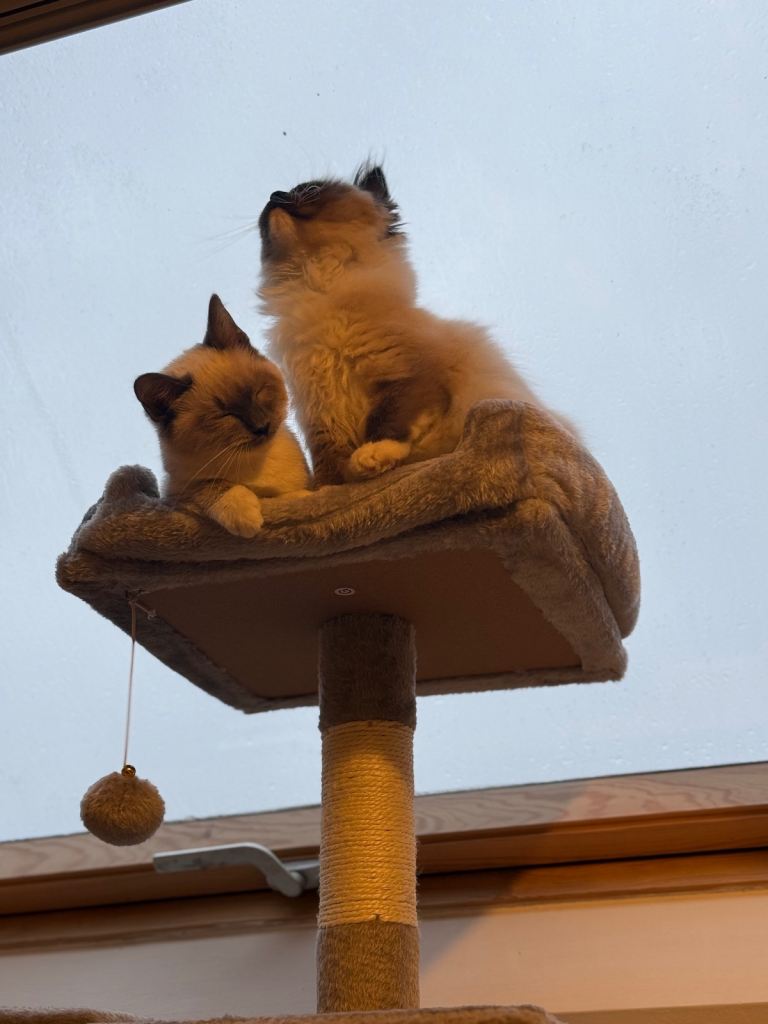 cats & kittens looking for their forever home 