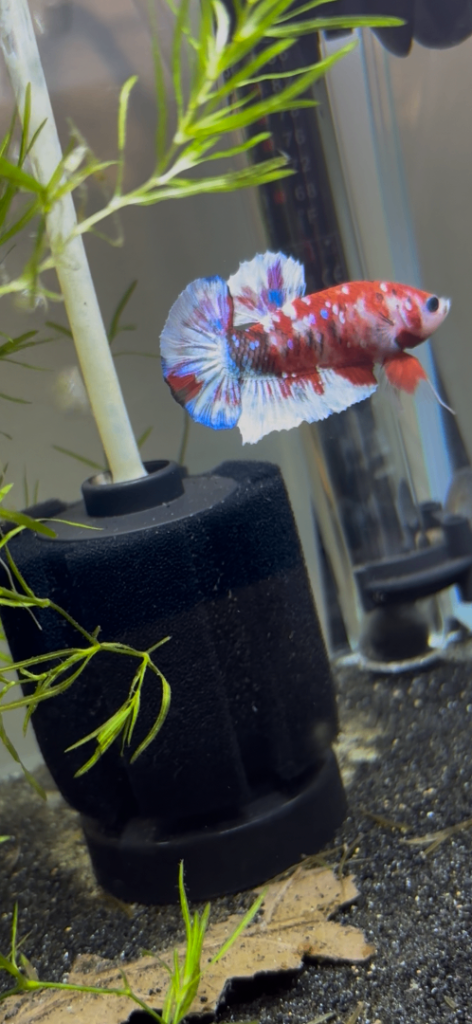Premium Bettas