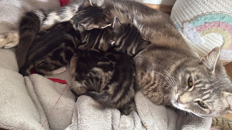 1 female Tabby Kitten for sale