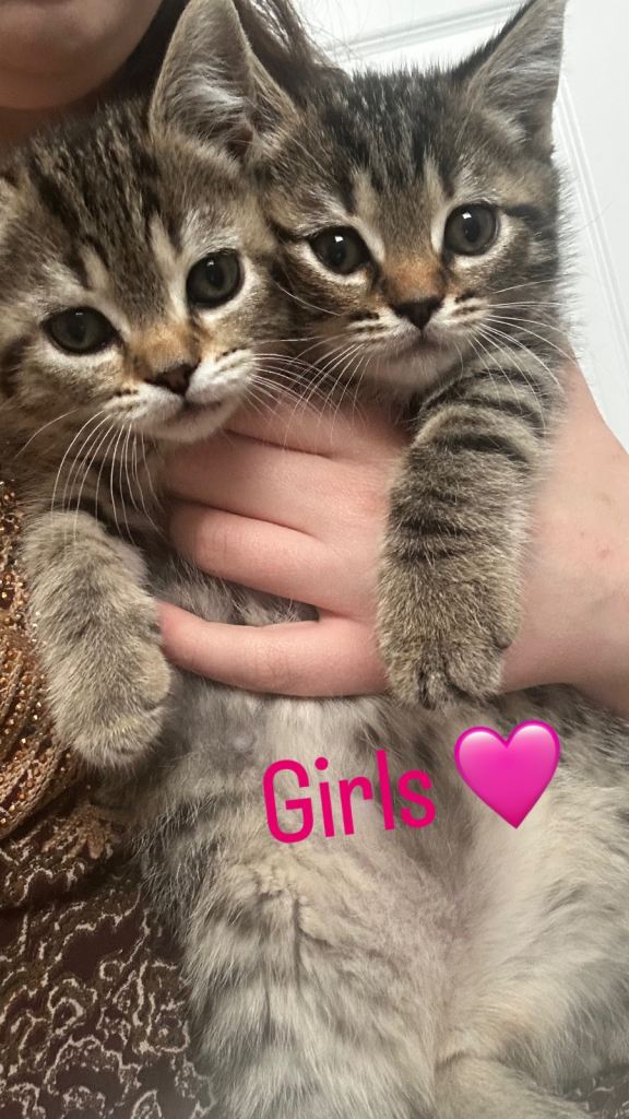 British Shorthair mixed kittens 