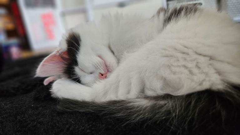 3 Gorgeous Fluffy Kittens (2 boys & 1 girl) Healthy, Playful & Litter-Trained - Ready for New Homes