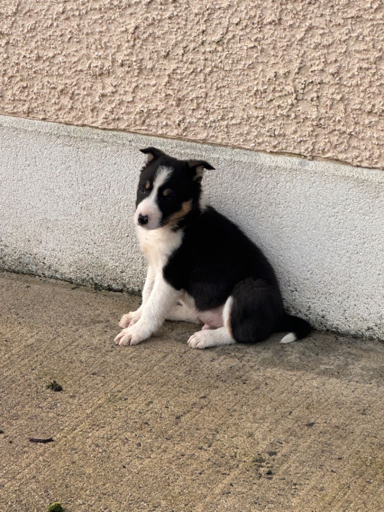 Border Collie sheepdog puppies